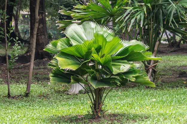 La palma di Sumawong in un giardino. Licuala peltata var.