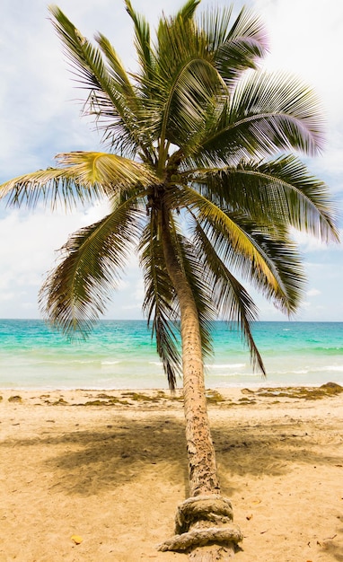 La palma sulla spiaggia caraibica