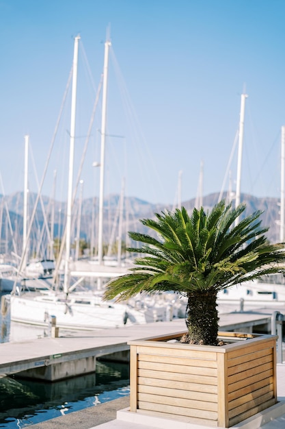 La palma verde in una vasca di legno si trova sul molo accanto agli yacht ormeggiati