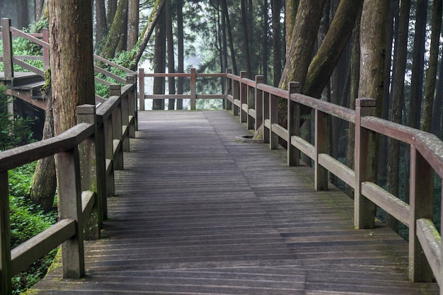 La passerella da legno nel parco nazionale di Alishan a Taiwan