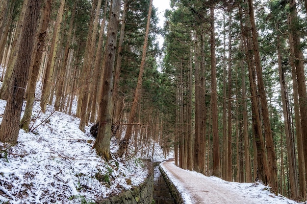 La passerella di Yumichi è una piccola passerella circondata da alberi che porta al parco delle scimmie di neve di Jigokudani, in Giappone.