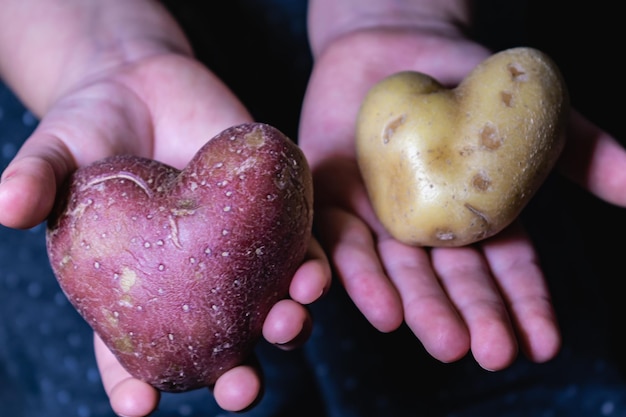 La patata a forma di cuore è un concetto di amore, cibo sano e concetto medico.