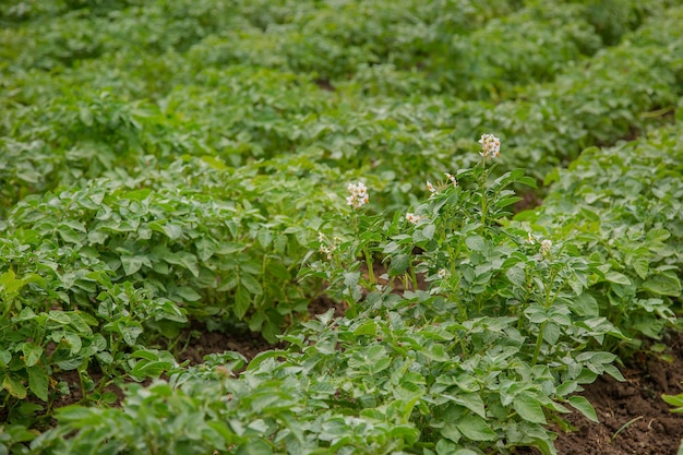 La patata cresce e fiorisce in giardino in piena terra