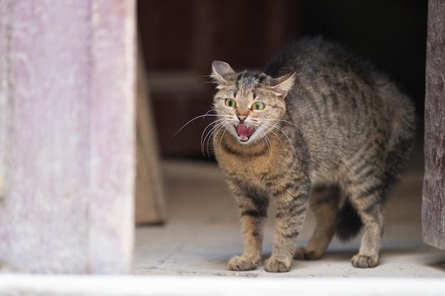 La paura del gatto sibila