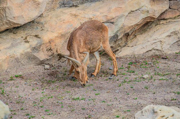 La pecora barbara, nota anche come aoudad, è una specie di capra originaria delle montagne rocciose del Nord Africa. Sono state descritte sei sottospecie, anche se è rara nel suo nativo Nord Africa.