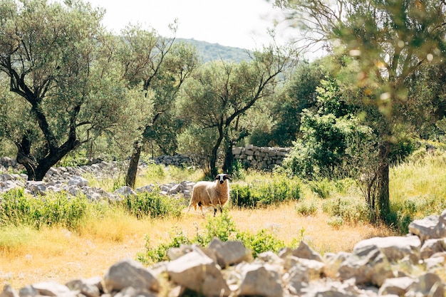 La pecora cornuta pascola nell'oliveto