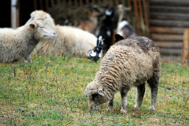 La pecora in una fattoria all'aperto
