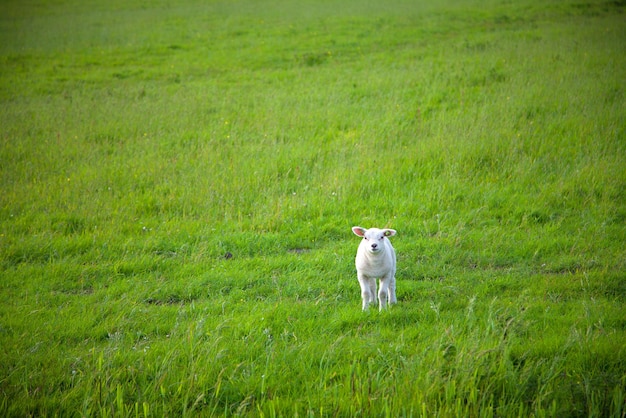 La pecora mangia l'erba verde all'azienda agricola