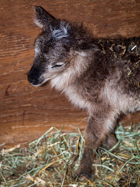 La pecora Soay è una razza primitiva di pecora domestica discendente da una popolazione di pecore selvatiche sull'isola di Soay nell'arcipelago di St. Kilda.