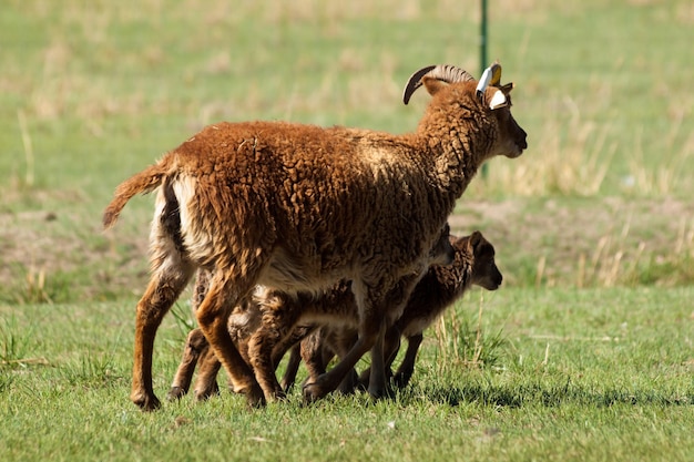 La pecora Soay è una razza primitiva di pecora domestica discendente da una popolazione di pecore selvatiche sull'isola di Soay nell'arcipelago di St. Kilda.