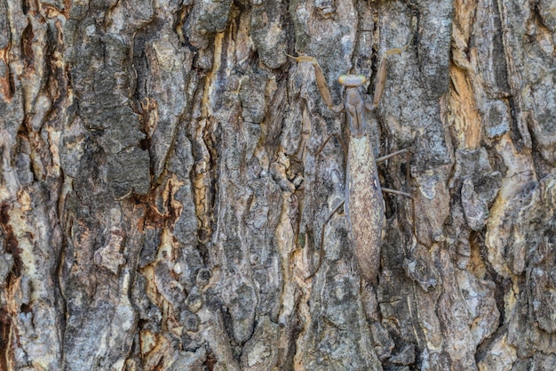 La pelle di cavalletta marrone incinta è sull&#39;albero di corteccia.