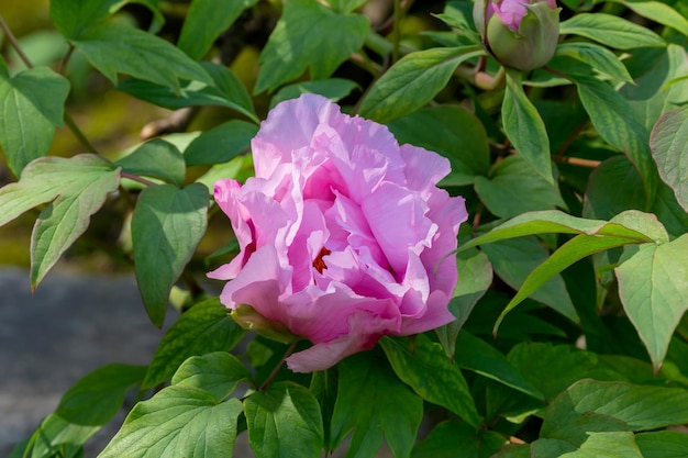 La peonia Paeonia suffruticosa cresce sull'aiuola