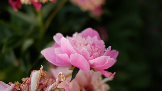 La peonia rosa brillante è sbocciata all'inizio della primavera