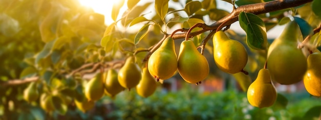 La pera cresce su un albero nel giardino del raccolto Generative Ai