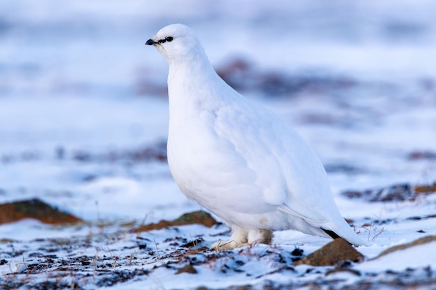 La pernice bianca (Lagopus muta), Svalbard, Longyearbyen