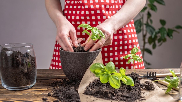 La persona in un grembiule rosso sta piantando con cura giovani piantine verdi nel vaso Concetto di giardinaggio primaverile e hobby