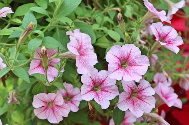 La petunia fiorisce in tropicale