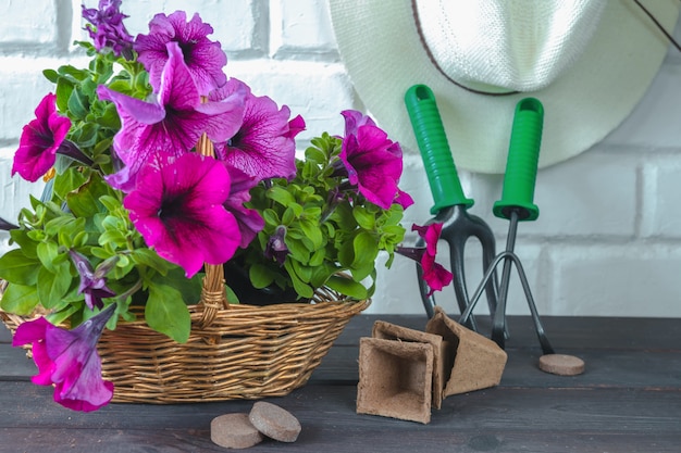 La petunia fiorisce in un canestro, in cappello di paglia e strumenti di giardino su un fondo di legno.