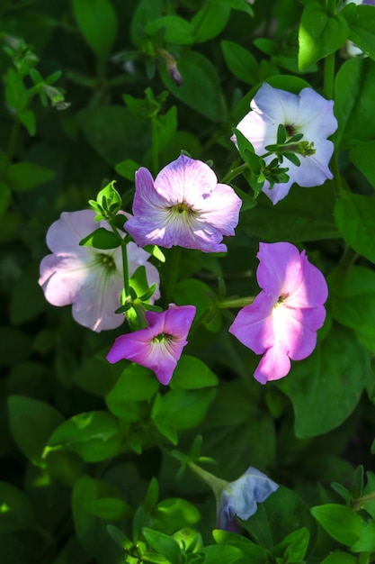 la petunia lilla cresce su un letto nel giardino di coltivazione del concetto di fiori