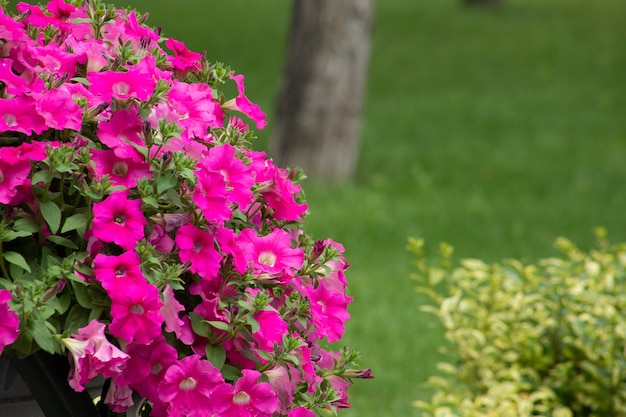 La petunia rosa è una pianta annuale in fiore per l'abbellimento e la decorazione d'interni