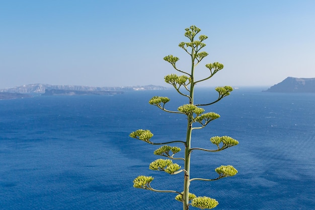 La pianta americana dell'agave cresce contro il mare blu