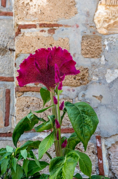 La pianta Celosia cristata cresce e fiorisce in un'aiuola