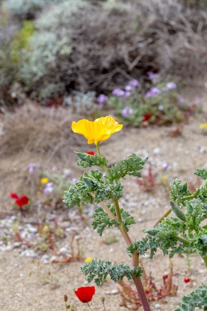 La pianta curativa Glaucium flavum da vicino