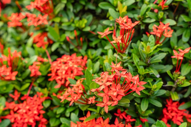 La pianta del fiore Soka o Ixora chinensis rossa comunemente nota come petalo cinese dei fiori di ixora