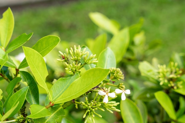 La pianta del fiore Soka o Ixora chinensis rossa comunemente nota come petalo cinese dei fiori di ixora