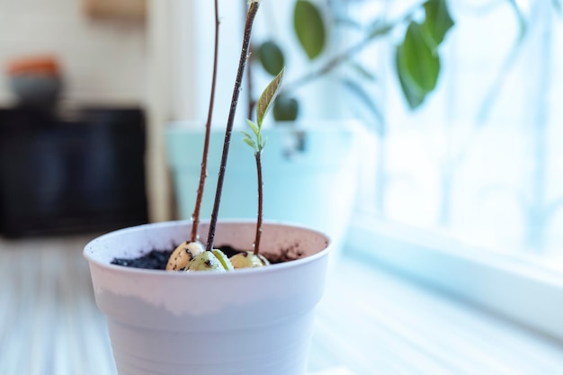 La pianta dell'avocado della casa cresce in un vasoColtivare i frutti a casa