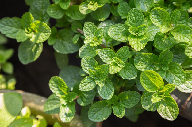 La pianta delle foglie di menta cresce nell'orto biologico.