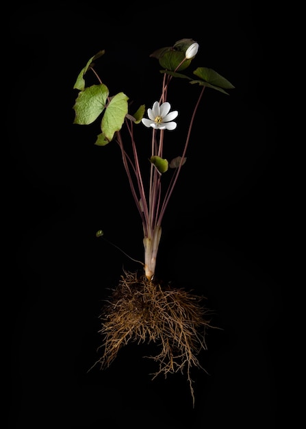 la pianta delle foglie verdi con il fiore isolato include il percorso di ritaglio su sfondo nero