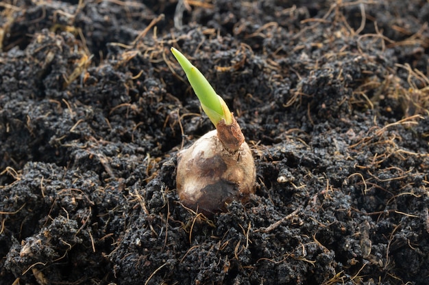 La pianta di curcuma cresce nel terreno