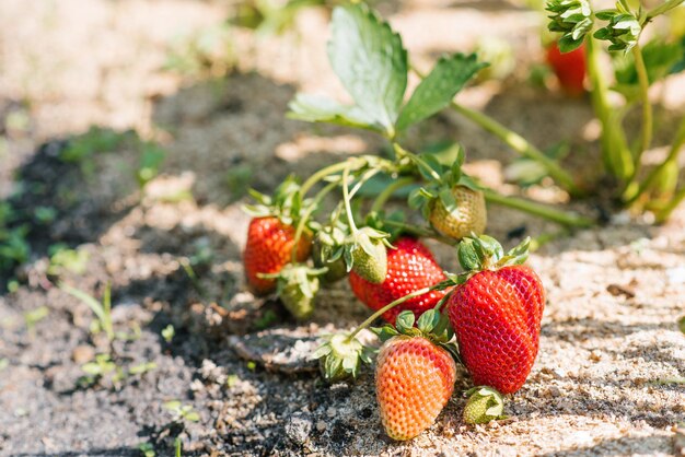 La pianta di fragola cresce e matura su un letto organico in estate o in primavera