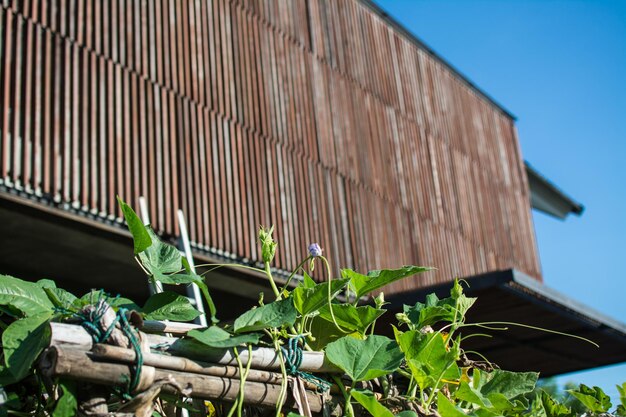 La pianta di lenticchie si insinua nel giardino con il cielo azzurro