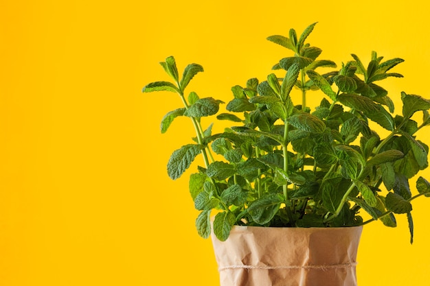 La pianta di menta cresce a casa in vaso di carta sulla superficie gialla del giardinaggio domestico per verdure fresche e naturali