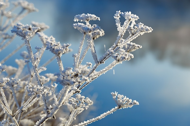 La pianta è ricoperta da spessi fiocchi di neve. La nebbia gelata sui rami.