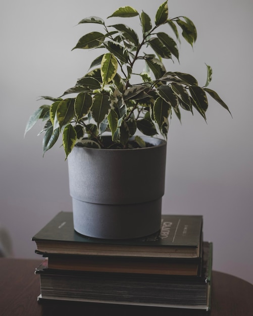 La pianta in vaso di Ficus è sui libri di giardinaggio