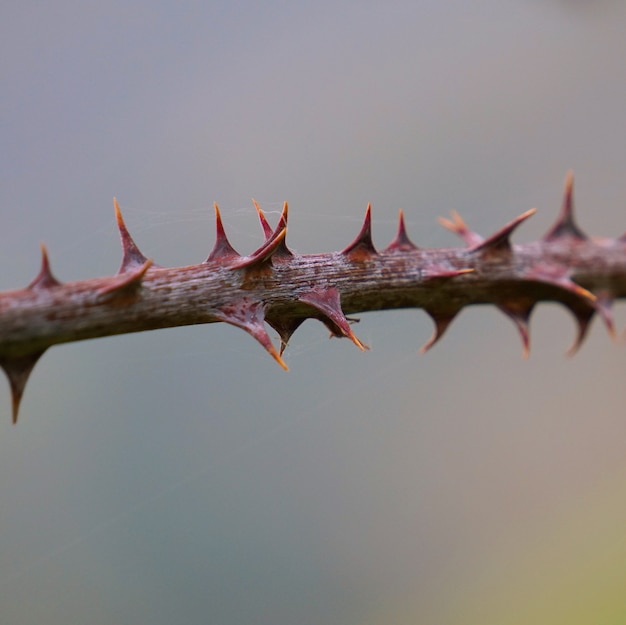 la pianta isolata nel giardino nella natura