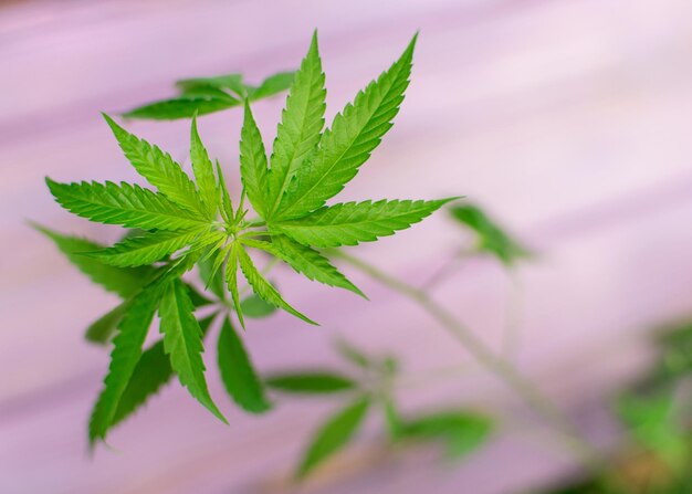 La pianta lascia marijuana canapa cannabis