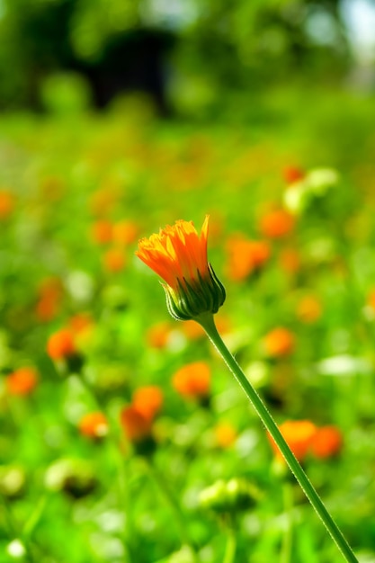 La pianta medicinale della calendula cresce in un letto da giardino. raccogliere il concetto di piante mediche