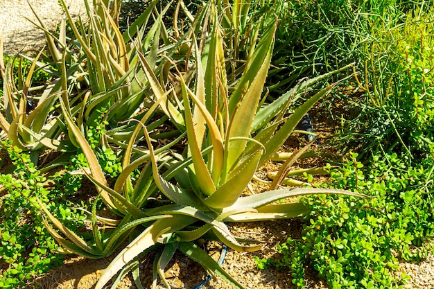 La pianta ornamentale dell'aloe cresce nel terreno