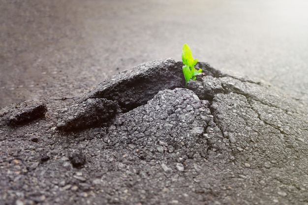 La pianta piccola e verde cresce attraverso il terreno urbano asfaltato. Pianta verde che cresce dalla crepa in asfalto sulla strada. Spazio per testo o design.