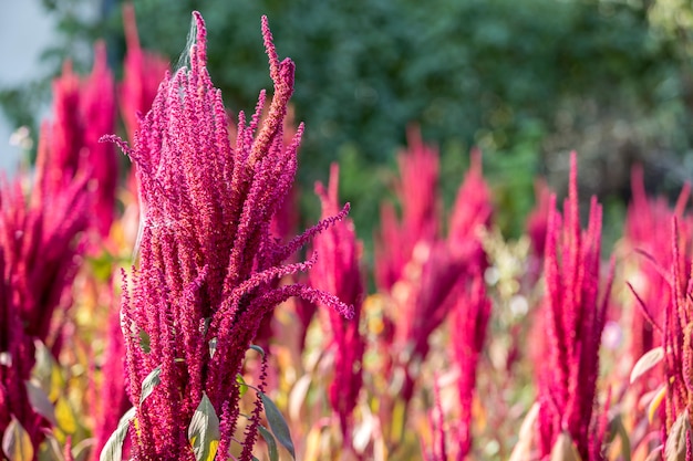 La pianta rossa e verde indiana isolata dell'amaranto si è illuminata dal sole sul campo di fioritura vago