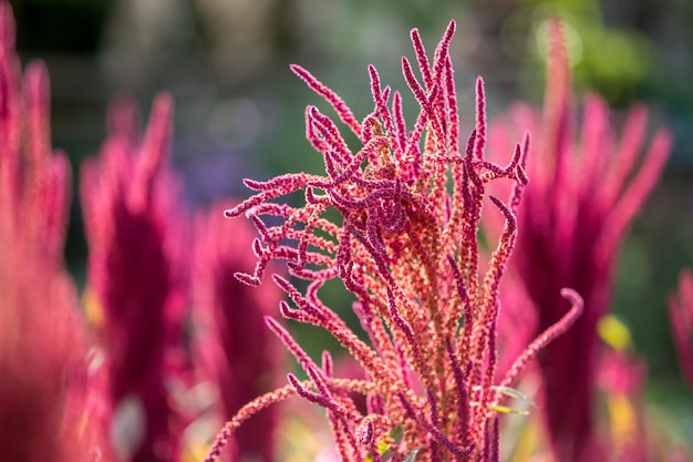 La pianta rossa e verde indiana isolata dell'amaranto si è illuminata dal sole sul campo di fioritura vago