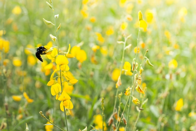 la pianta verde del bombo-impollina impollina il giallo del primo piano