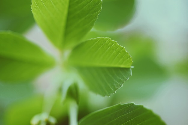 la pianta verde lascia nel giardino