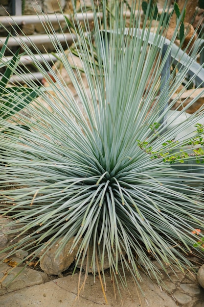 La pianta Yucca filamentosa Foglie lunghe verdi Decorazione del parco