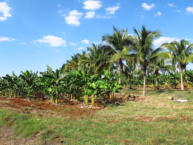 La piantagione di banane a Cuba