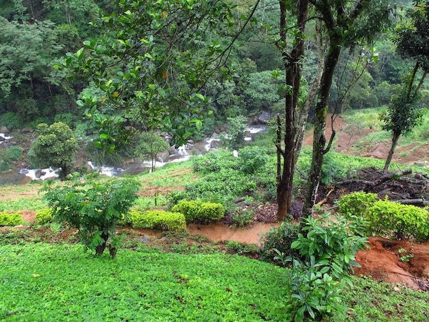 La piantagione di tè a Nuwara Eliya, Sri Lanka